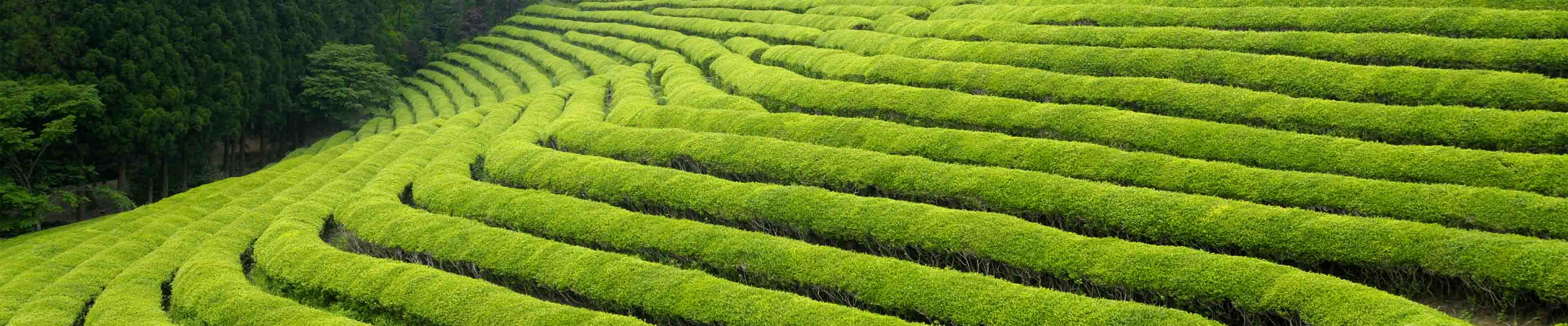 关于我们-宁波四明春露茶业发展有限公司